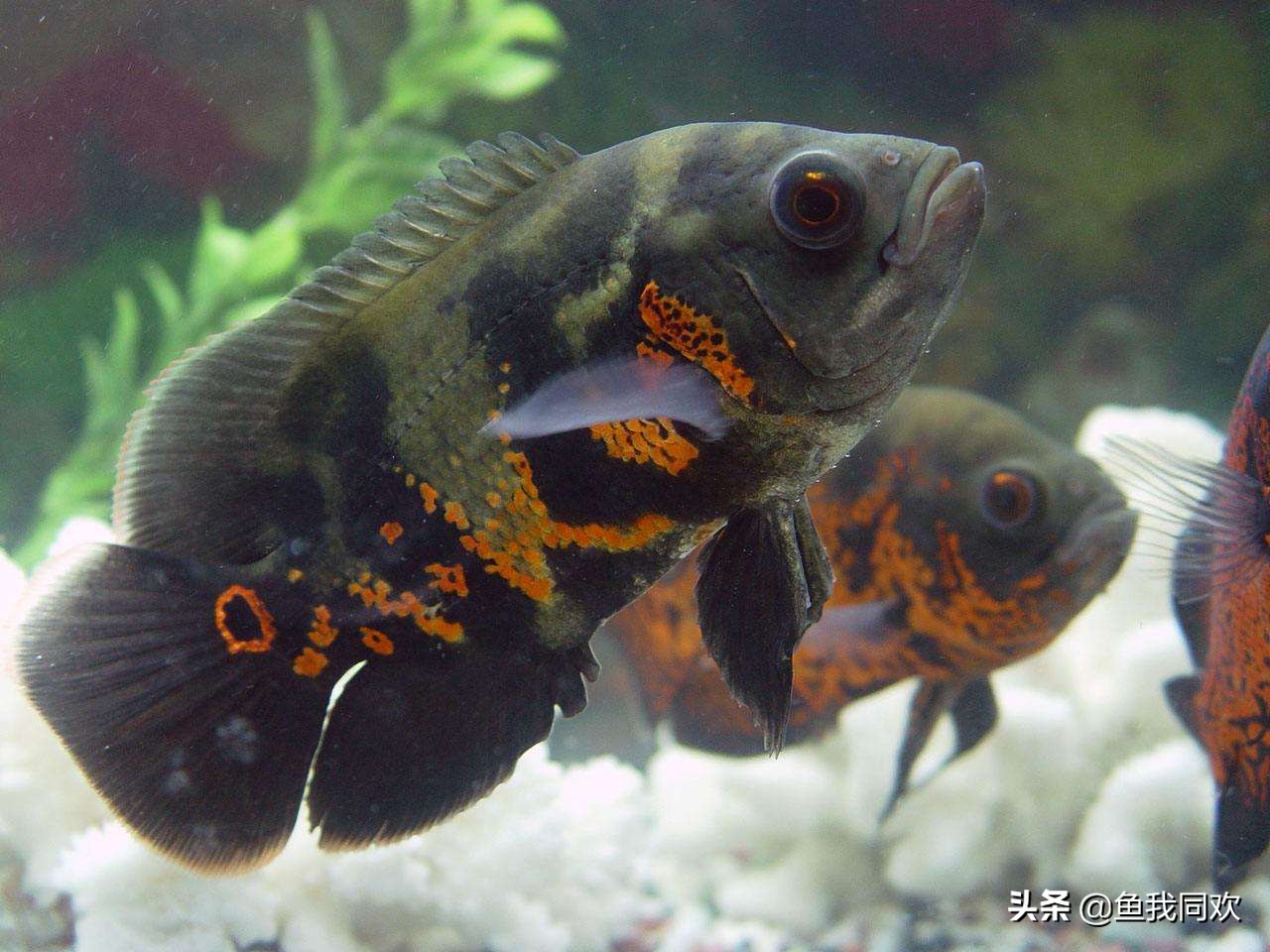 养鱼地图,鱼缸养地图鱼的正确方法