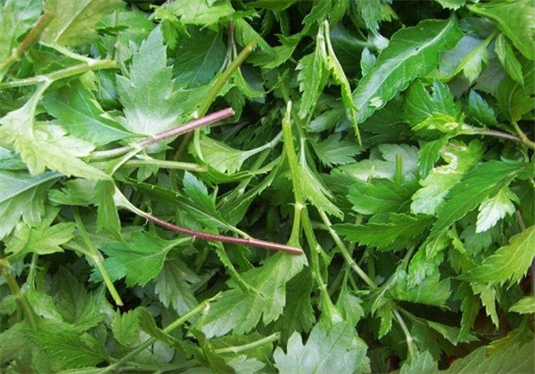 菊花脑正确种法,菊花脑栽种方法