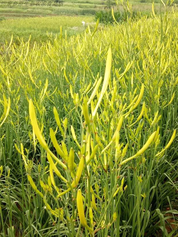 绿化带常见植物名称及图片,100种绿化带或路边常见的花草