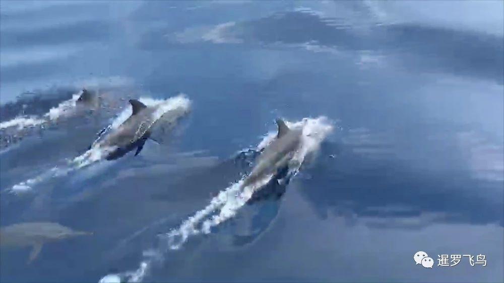 泰国斯米兰一年开放几个月,泰国斯米兰岛为什么要闭岛