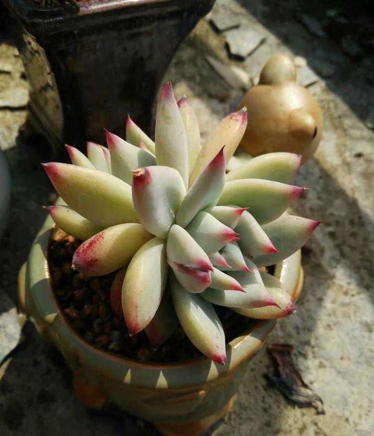 花卉烂根药好使吗,花卉烂根后用什么肥好些