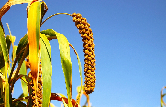 小米哪些东西不建议购买,只需三招教你轻松买到优质小米