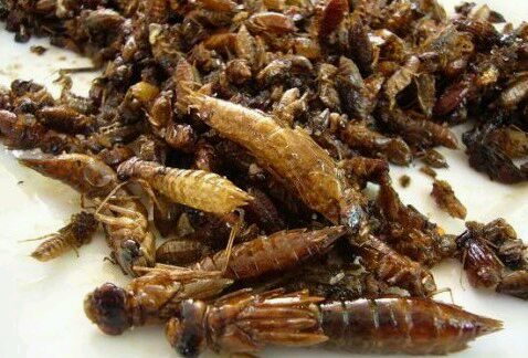 带大家了解一下昆虫美食,国外很火的4种美食昆虫你敢吃吗