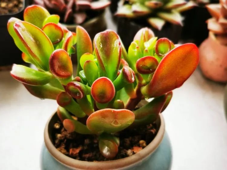 多肉砍头的怎么养,多肉怎么砍头才能爆发