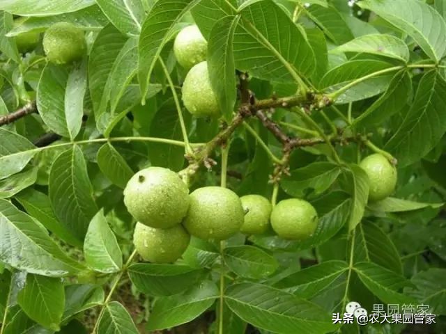 怎么才能种好核桃,种哪种核桃好吃又有营养