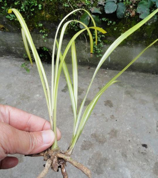 养兰的一些认知和经验,养兰的最大误区是什么