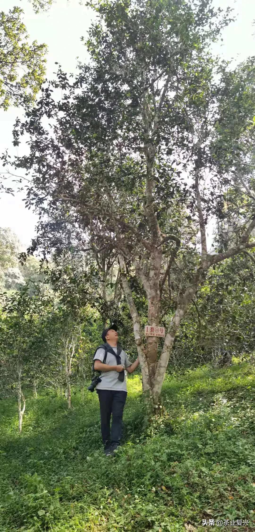 薄荷塘纯料茶,薄荷塘茶加工
