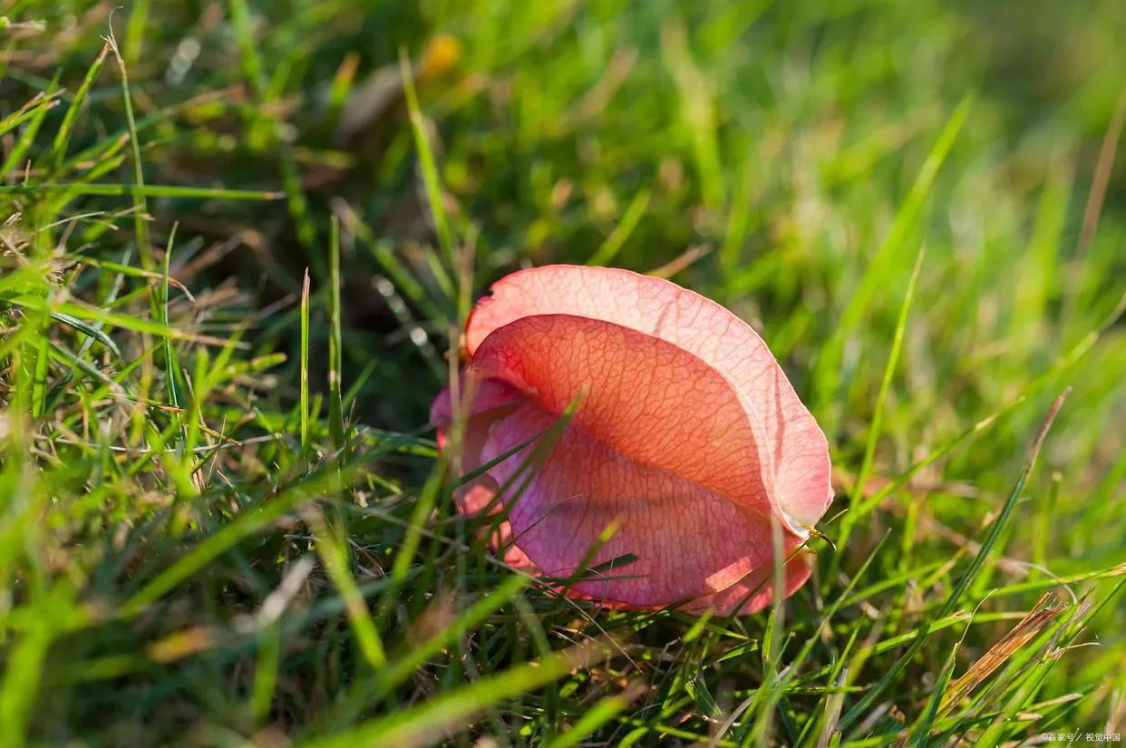 绉嬫棩绗旇鐩存挱,绉嬫棩绗旇