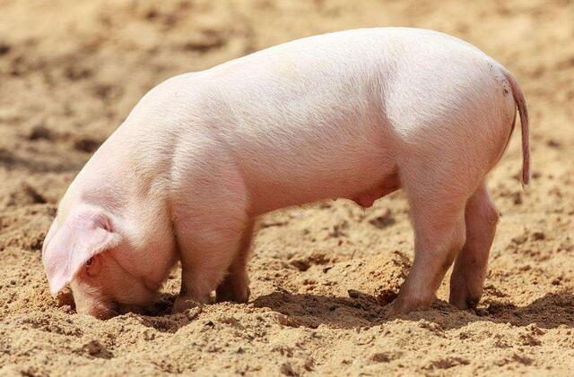 养猪猪瘟最新管理,猪瘟引起的仔猪腹泻是什么症状