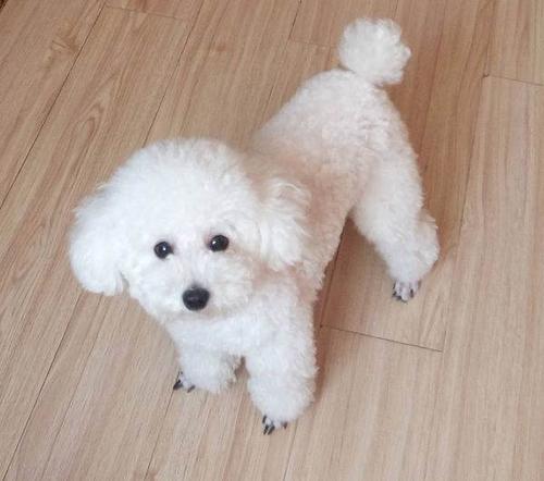 如何判断狗狗呕吐的原因,狗狗呕吐怎么判断病情