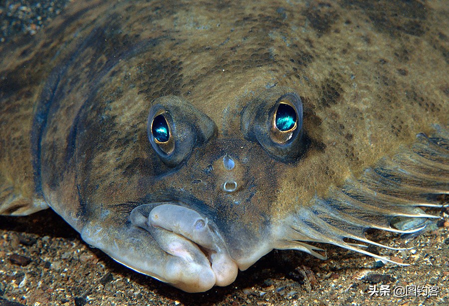 “口眼耳鼻鳃”|鱼类索饵捕食不止靠五官,还掌握生物脉冲技术