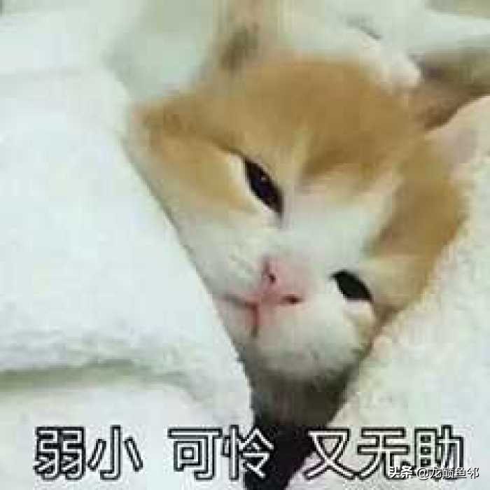 巴西亚能和飞凤一起混养吗,金龙巴西亚飞凤混养