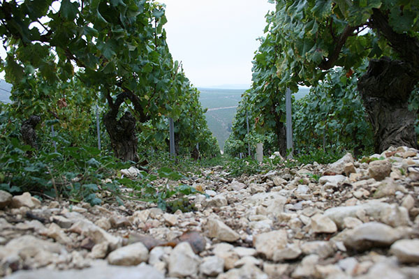 梅多克拉菲珍藏,梅多克拉菲