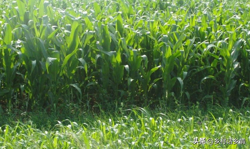 一亩玉米能挣500吗,一亩玉米收入
