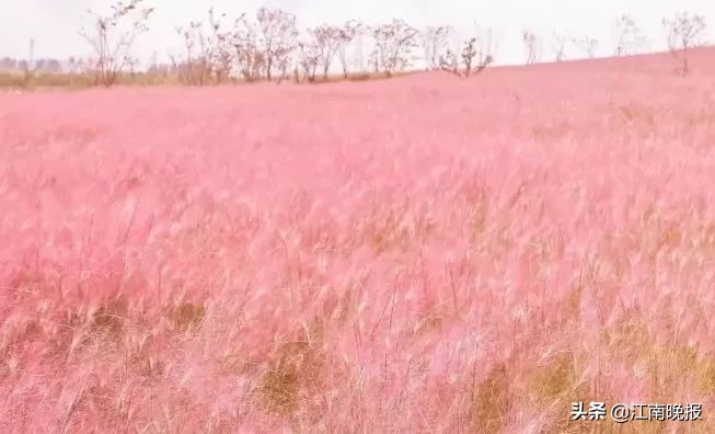 无锡哪里有粉黛乱子草,惠山古镇赏菊花