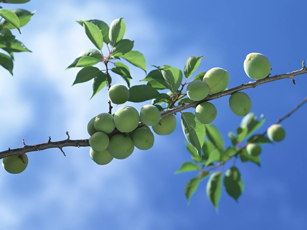 莲花果属于什么植物,莲花果介绍