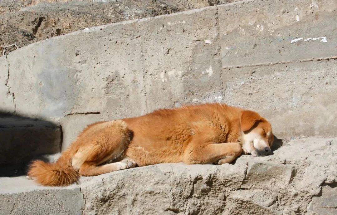 狗狗不想要了送哪里,狗狗不想要了最好扔在哪里