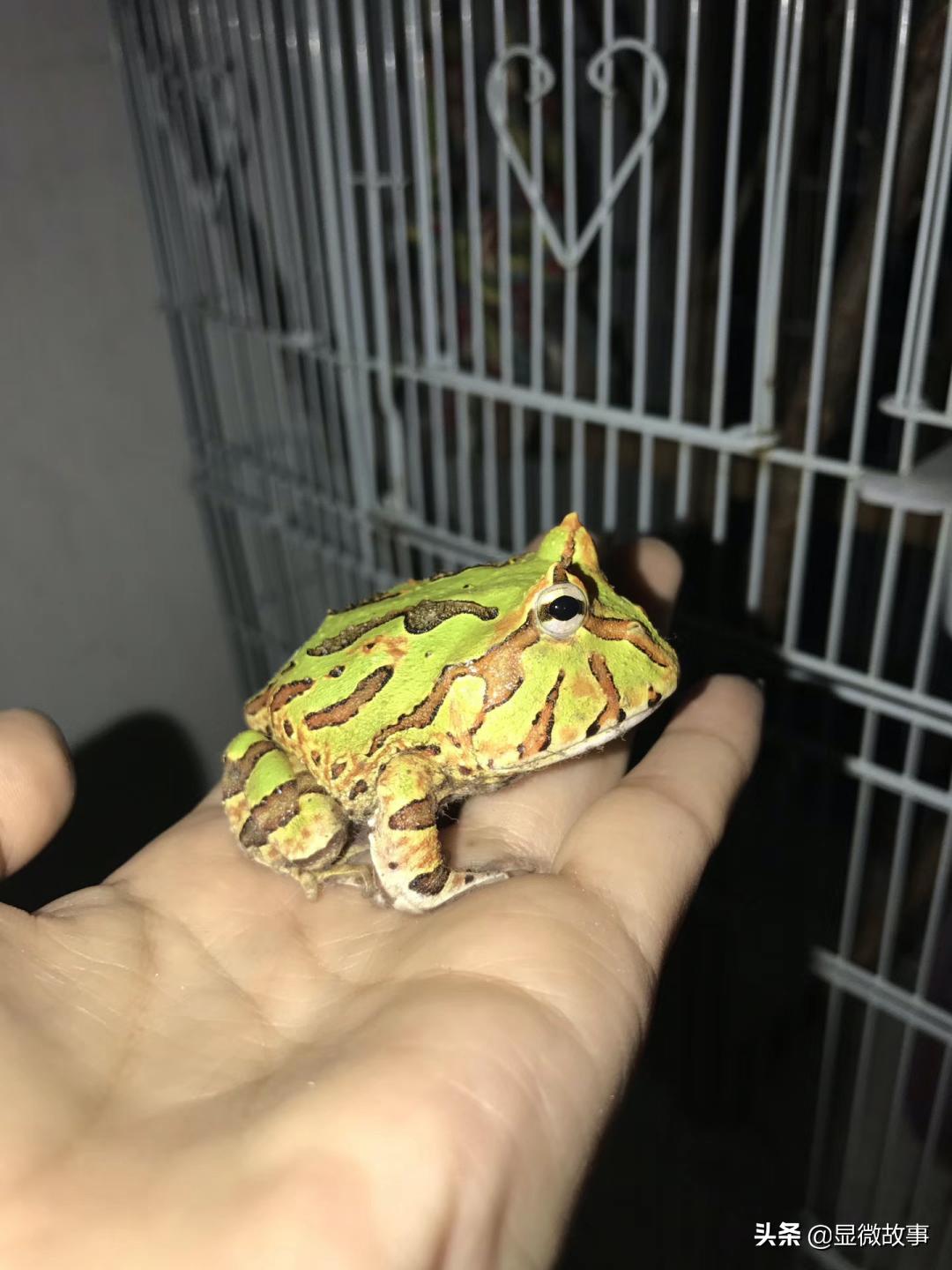 不粘人、难伺候、长得丑，但我就要养它