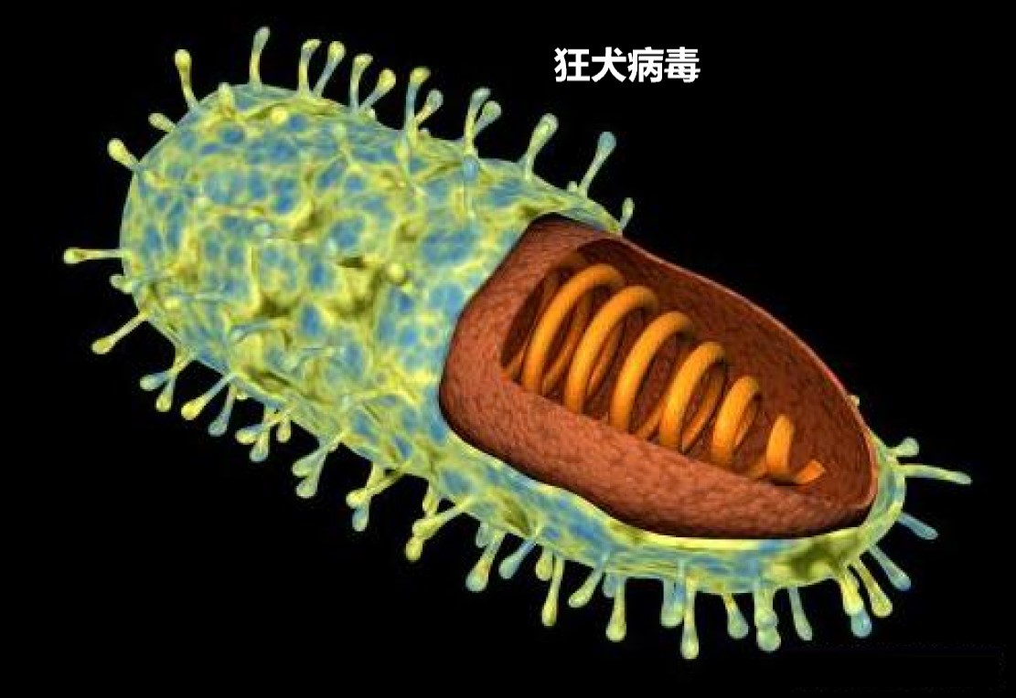 被狗咬有疯狗病吗,被疯狗咬后真的会像狗一样叫吗