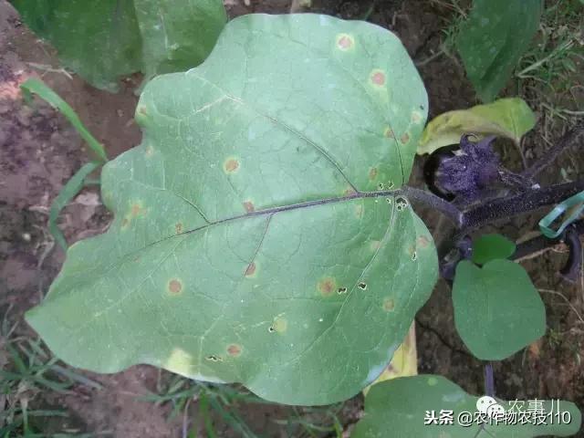 种茄子的六个步骤简短文字,种茄子的基本知识