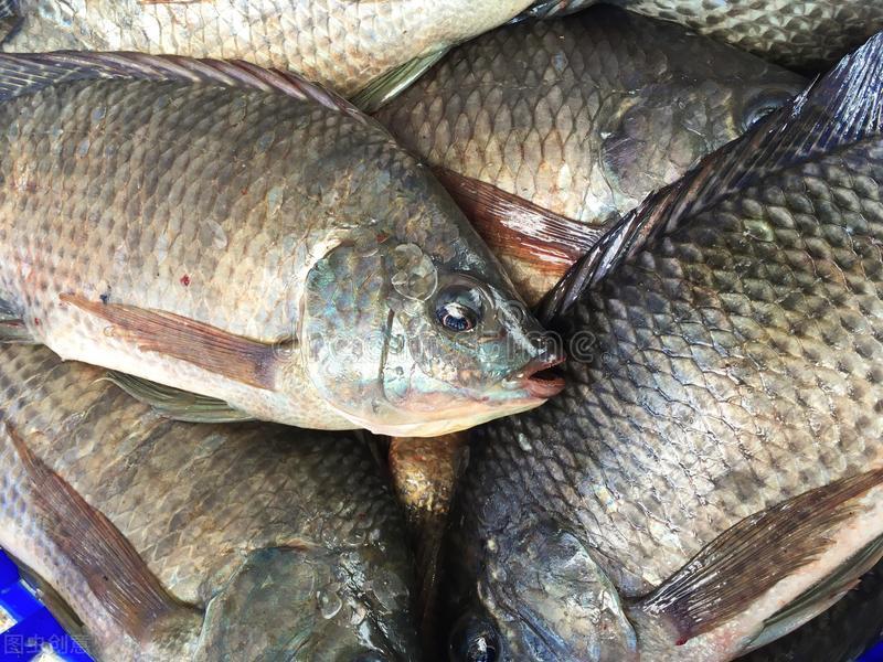 如何辨别海水鱼的公母,淡水鱼和海水鱼有什么区别