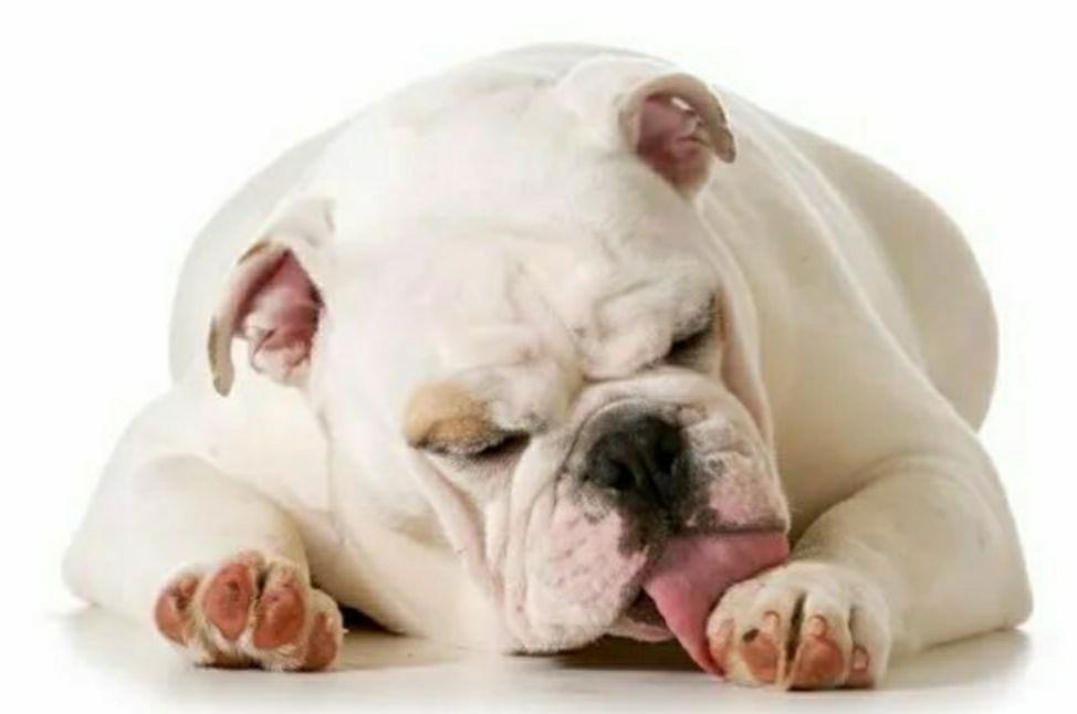 狗狗趾间腺炎主人用碘伏治疗，几天后狗狗脚部流血疼得无法站立