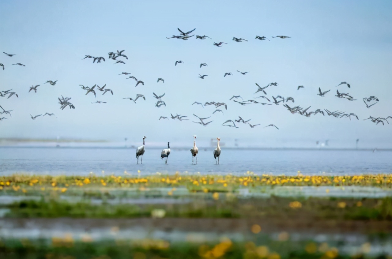 鄱湖之滨鱼米之乡,江西鄱阳湖