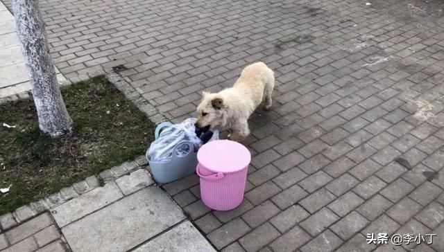 全网通缉的两条狗,全网通缉的狗