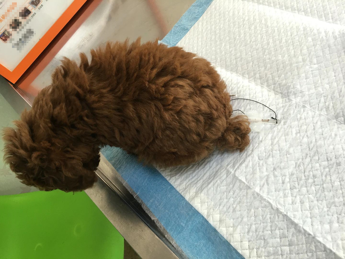 犬拉白色果冻状的便便怎么回事,宠物狗送到新家不到半月就拉肚子