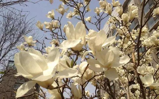 佛界的四大名花,佛前供花十种功德