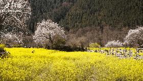 崂山花海,青岛崂山花海