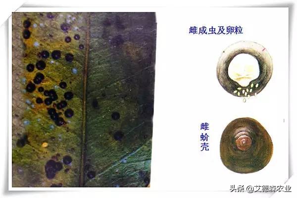 柑橘病虫害识别软件,天天学农柑橘病虫害