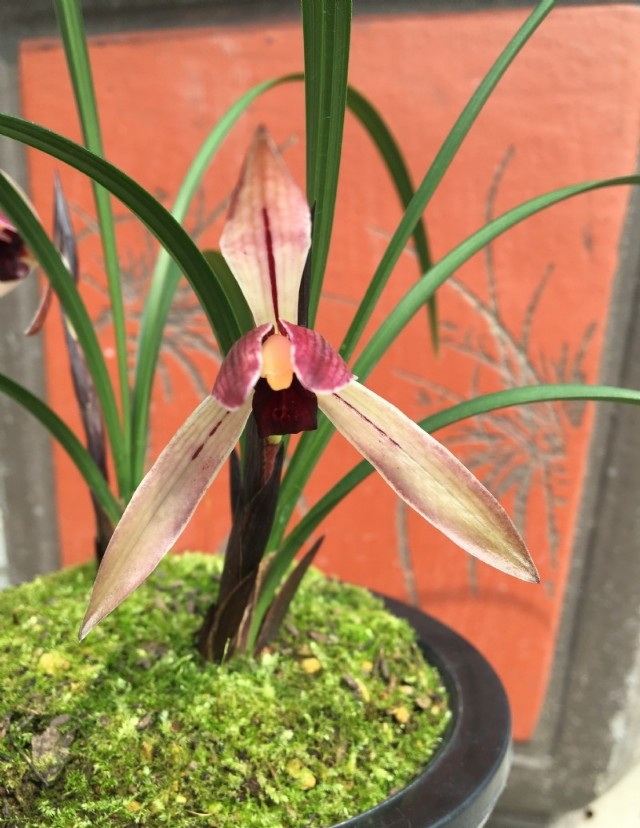 生长在悬崖峭壁上的野生兰花,贵州大山里的兰花