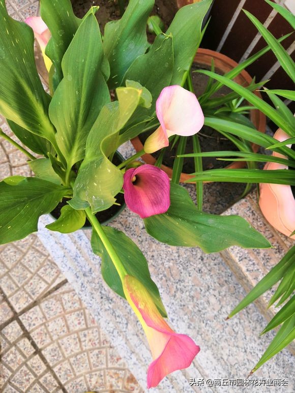 马蹄莲有什么病虫害,马蹄莲的病虫害有哪些