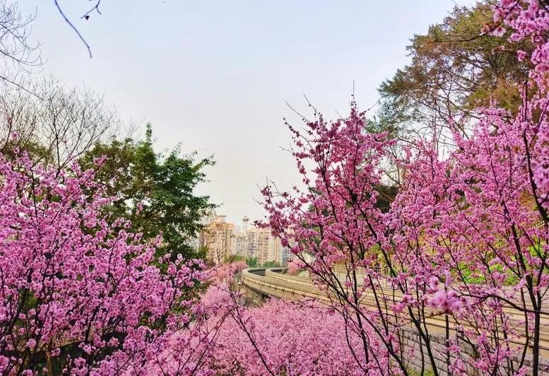 重庆55个景点免费游玩有哪些,重庆五一自驾游1天最佳路线