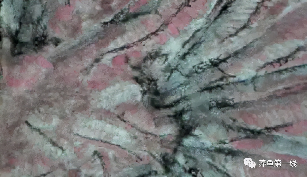 水产鱼鳃虫怎么治疗最好,鱼鳃霉病图片