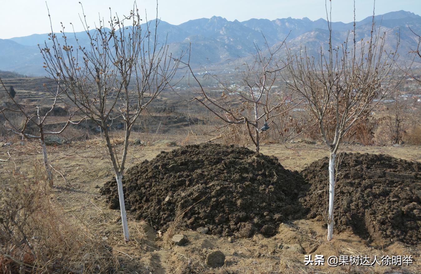 桃树产业,桃树园的发展方向