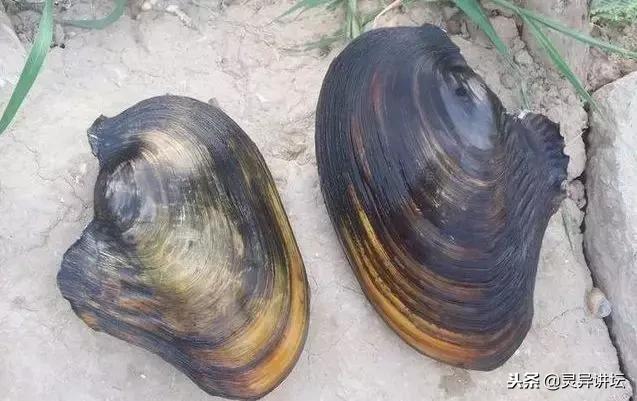 河边捡到巨型珍珠蚌,老头捡了巨大河蚌