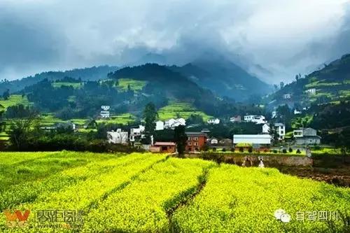 四川过年油菜花风景视频,3月去四川哪里看油菜花