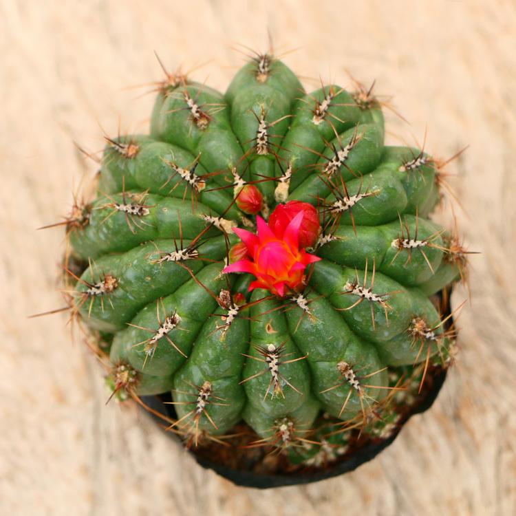 101仙人球,101个仙人球品种