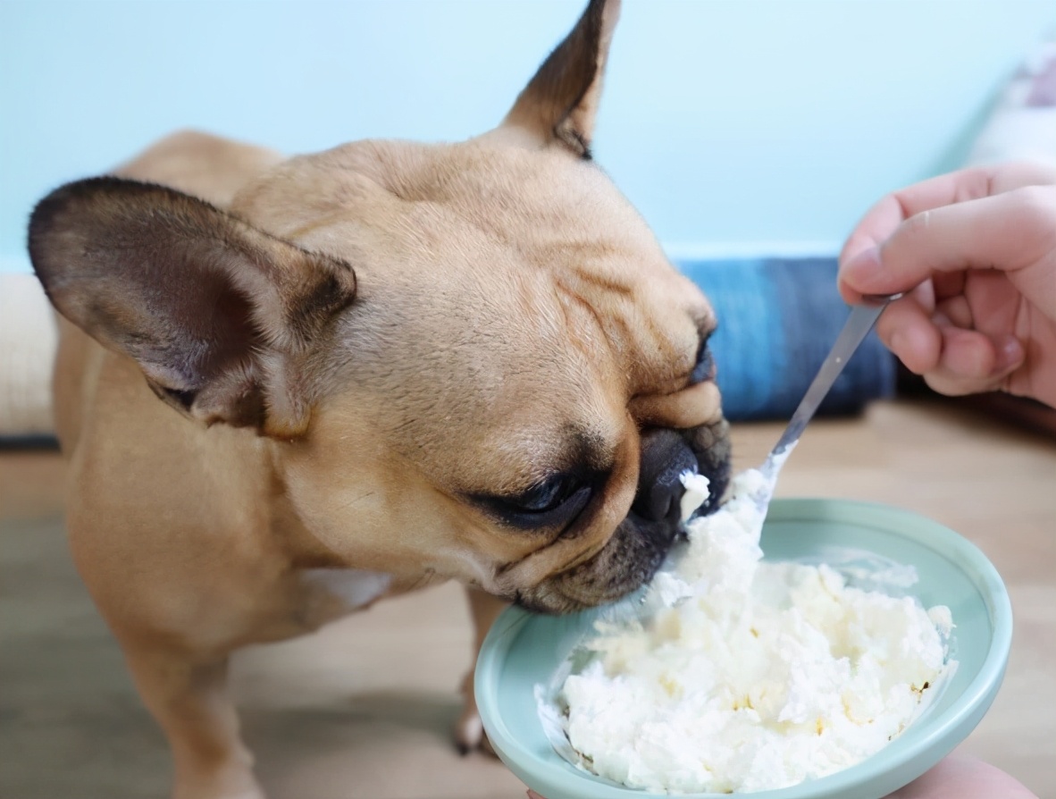 有什么防暑小妙招,狗狗防暑小常识