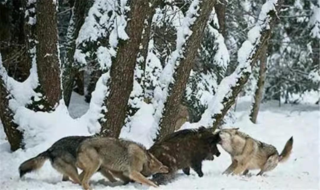 极度恐惧事件,极度恐慌北大荒上的狼灾