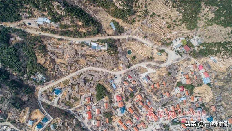 崂山花海,青岛崂山花海