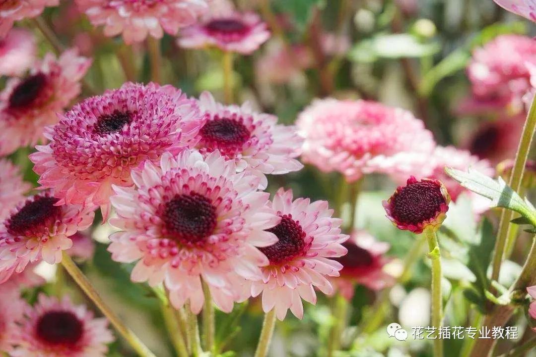 「花艺知识」50种常见花材的花语~（建议收藏）