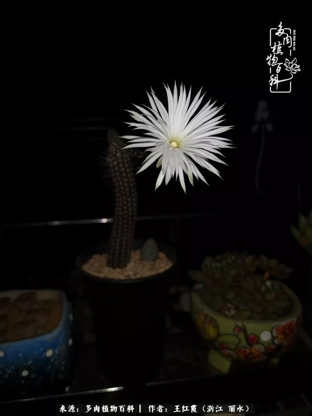 仙人球春天露养条件,仙人球露养条件