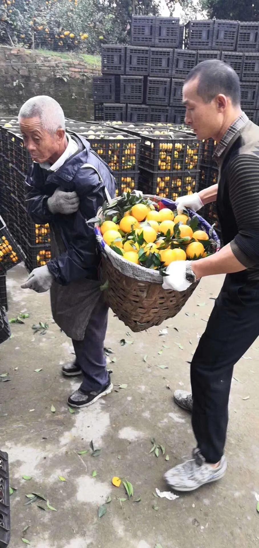 家乡特产果子图片,家乡的果子