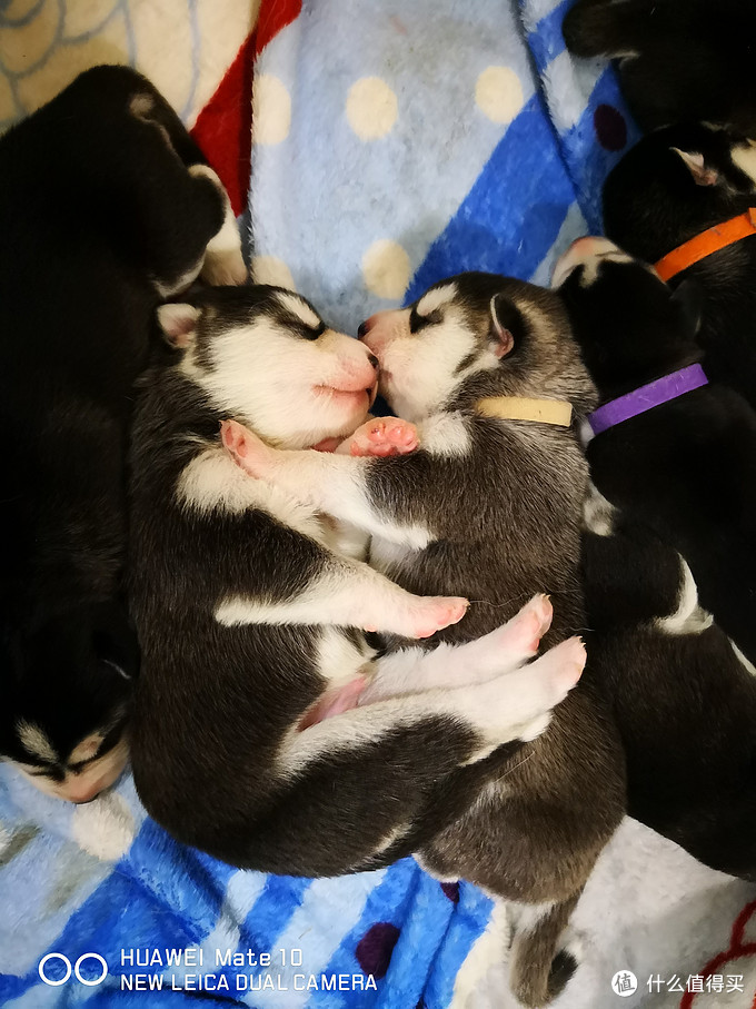 一次创世纪的生活体验—记哈士奇当妈妈