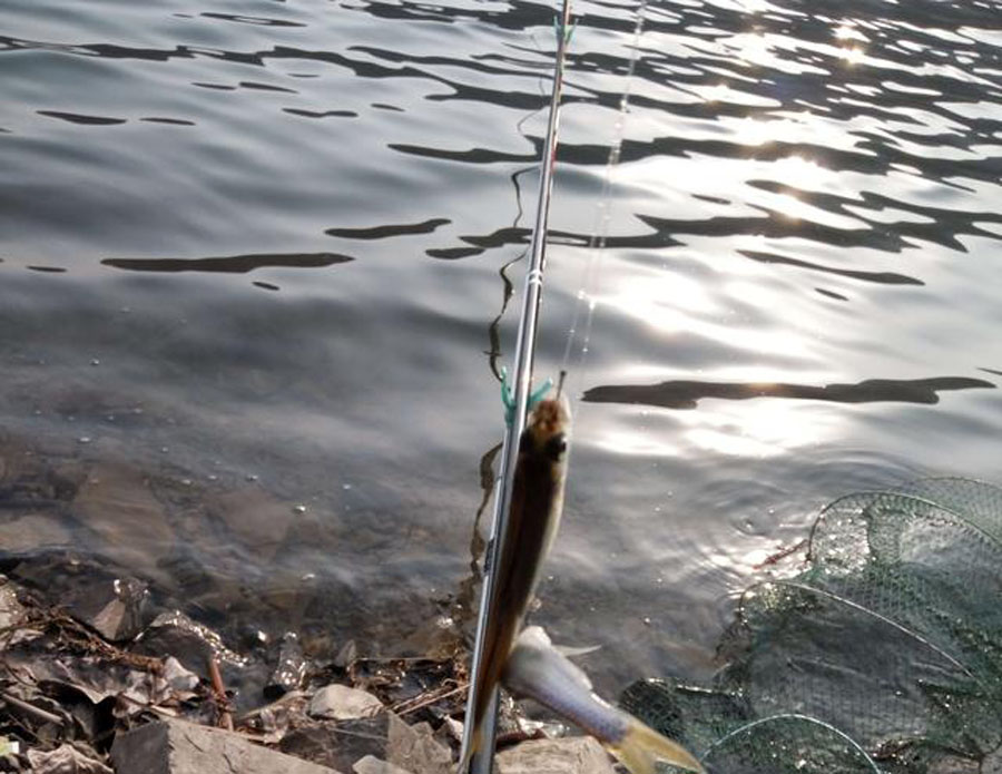 白条闹窝最佳解决方法,白条闹窝怎么解决