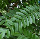 发根从毛囊里掉了还会长出来吗,毛囊有小白点是坏死吗