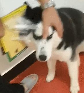 男子摘粘鼠板后续,男子用黏板捉老鼠